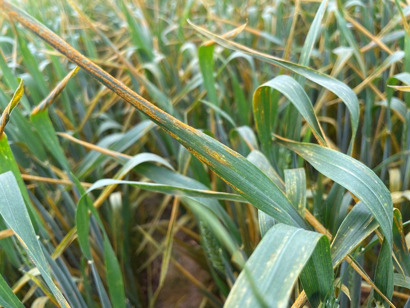 Stripe rust stripes - martin chilvers.jpg